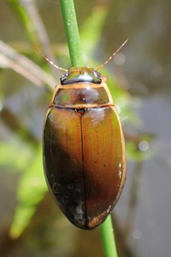 Dytiscus circumflexus